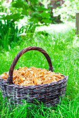Fototapeta na wymiar Wicker basket with wild mushrooms chanterelles on green grass background