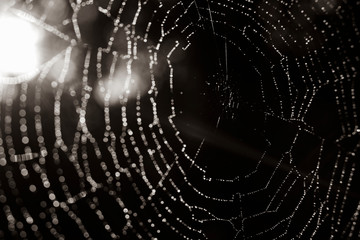 Spider web in sunlight, old spider web, black and white , abstract