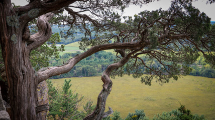 Tree branch overlooking the meadow