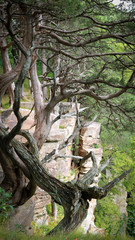 Trees growing out of the rock