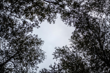 Trees shot from bottom to top. The sky through the foliage. Natural forest background.