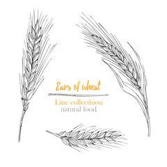 Set botany hand drawn sketch Ears of wheat isolated on white background. line style. Herbal frame. Natural food collection. Vintage vector illustration.