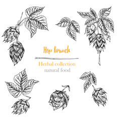 Set of botany hand drawn sketch hop isolated on white background. Engraving style. Herbal frame. Natural food collection.