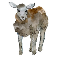 Lamb farm animal isolated. Watercolor background illustration set. Isolated sheep illustration element.