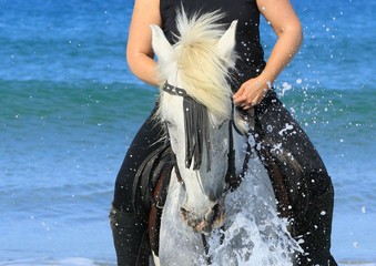 Close-up von einem Schimmel am Strand