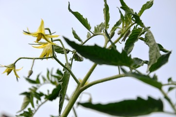 tomato blossoms. green tomato grows in the garden.  eco-products in farm. Organic. Vegetarian. Health life.