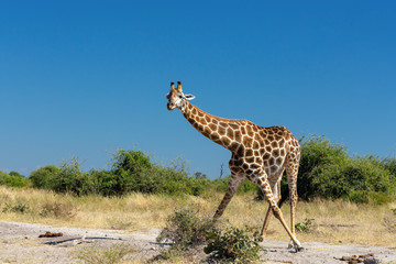 South African giraffe preparing to feeding from ground, Chobe National Park, Botswana safari wildlife