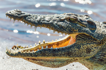 closeup of resting nile crocodile with opened mouth showing teeth in Chobe river, Botswana safari...