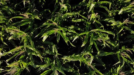 Drone video over a mature fall corn field that is ready for harvesting.  Vertical shot looking down panning from close-up a wide-angle of the entire field. - Powered by Adobe