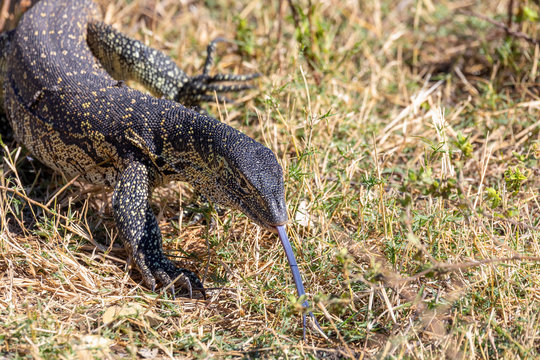 Monitor Lizard, Varanus niloticus in Chobe national park, Botswana Africa wildlife
