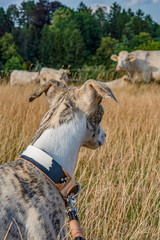Whippet Hündin beobachtet angespannt Kühe auf der Weide