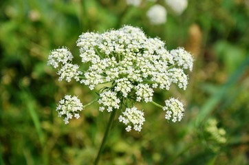 carrot  blossoms. white flowers. wild flowers. nutrition. eco-products in farm. 