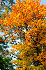 Autumn fall orange maple tree in the park on a bright sunny day