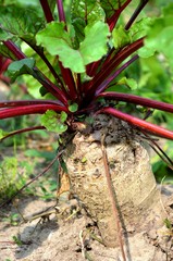 Beetroot grows in the garden.  eco-products in farm. Organic. Vegetarian. Health life.
