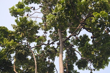 birds on a tree