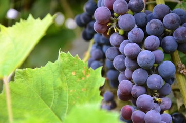 Blue grape isabella grows in the garden. wine, Beaujolais. eco-products in farm. Organic. Vegetarian. Health life.