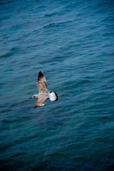 Fly