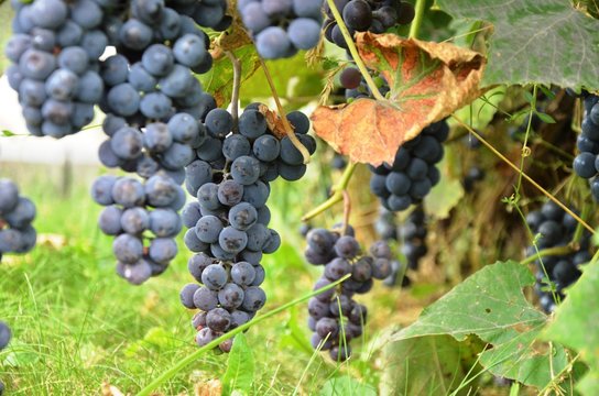 Blue grape isabella grows in the garden. wine, Beaujolais. eco-products in farm. Organic. Vegetarian. Health life.