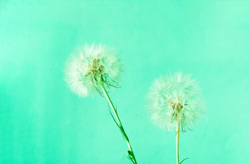Creative mint background with white dandelions inflorescence. Trendy colour of the year 2020