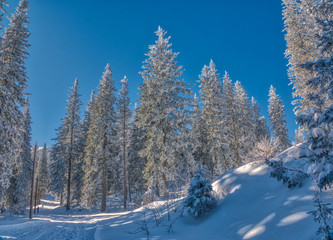 A winter nature scenic with lots of snow, a snowy road, fir/pine trees, and clear blue sky
