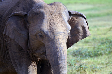 Watchful elephant at Kaudulla National Park, Sri Lanka