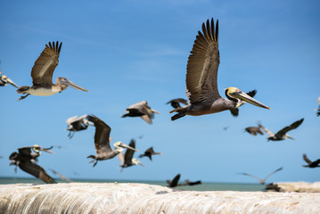 Pelícanos en Holbox