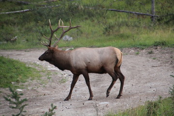 The Bull Elk, Jasper National Park, Alberta