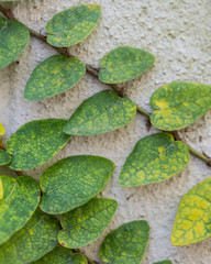 Close Up of Ivy On White Wall