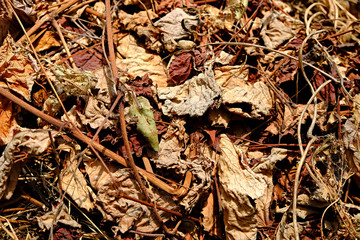 background of autumn leaves