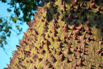 Chorisia speciosa, the silk floss tree trunk surface