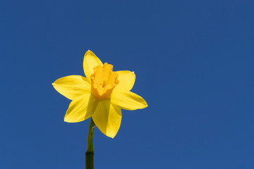 One close up of daffodil or Easter flower
