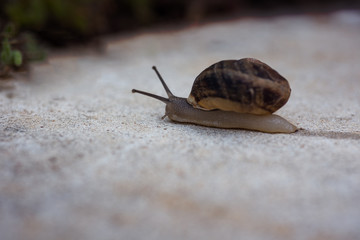 Snail moving slowly to its goal