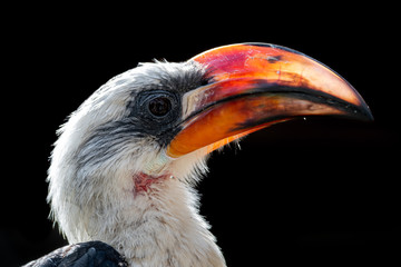 Head Portrait Von Der Deckens Hornbill