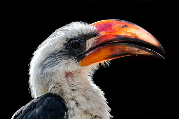 Head Portrait Von Der Deckens Hornbill