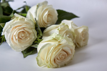 Bouquet of light roses on a light background.