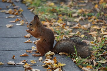 Squirrel eating a nut