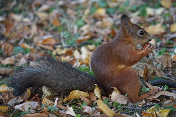 Squirrel eating a nut