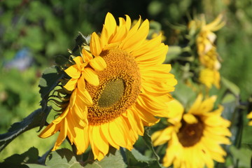 Obraz premium The Sunflower, Jasper National Park, Alberta