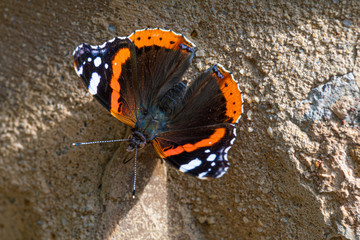 Red Admiral in Sunlight on a Wall