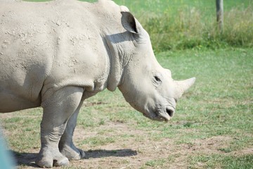 Obraz premium Single white rhino upper torso