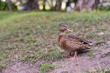 A lone duck turned back waiting for someone in the meadow