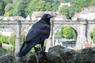 Fototapeta premium Raven at Knaresborough Castle