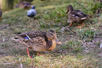Ducks walk among the  grass  in the meadow 