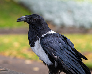 Raven at Knaresborough Castle