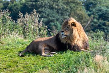 Large Male Lion in Grassland