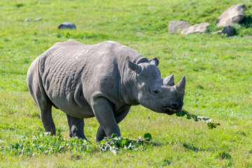 Fototapeta premium critically endangered African Black Rhino