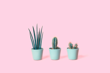 Three different cacti in mint pots on trendy tender candy pink background. Environment friendly summer or spring time minimal design concept with copy space