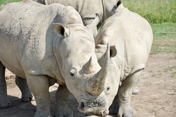 Naklejka premium Two white rhinos standing beside eachother