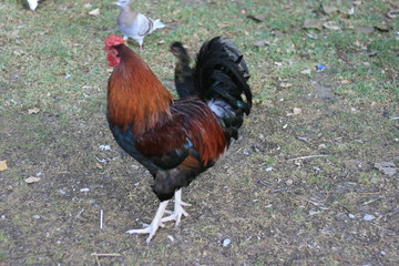 Roosters and chickens are raised primarily for their eggs