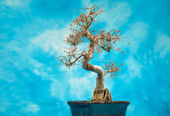 Small dried out bonsai tree blue sky background